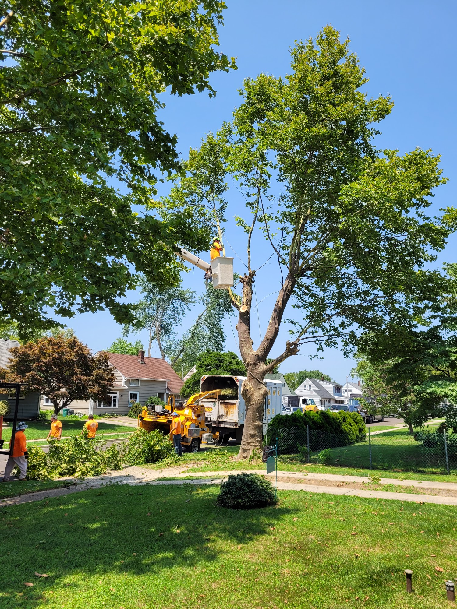 Tomahawk Tree Services 917 Spencer Dr, Croydon Pennsylvania 19021