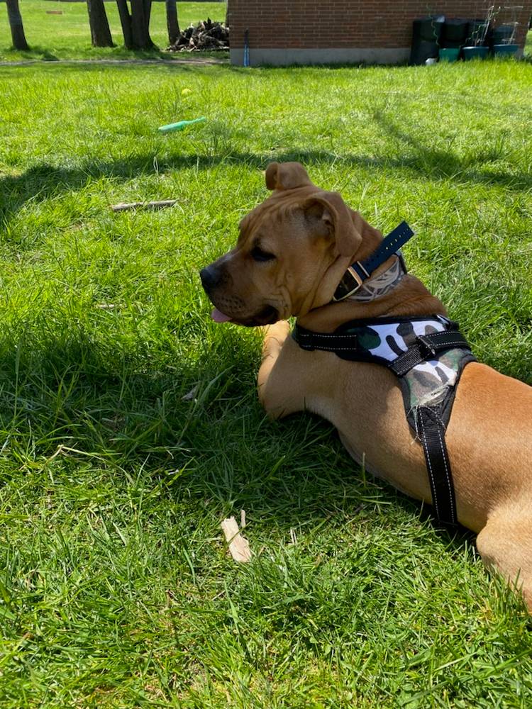 Goldner's Top Dog Denver