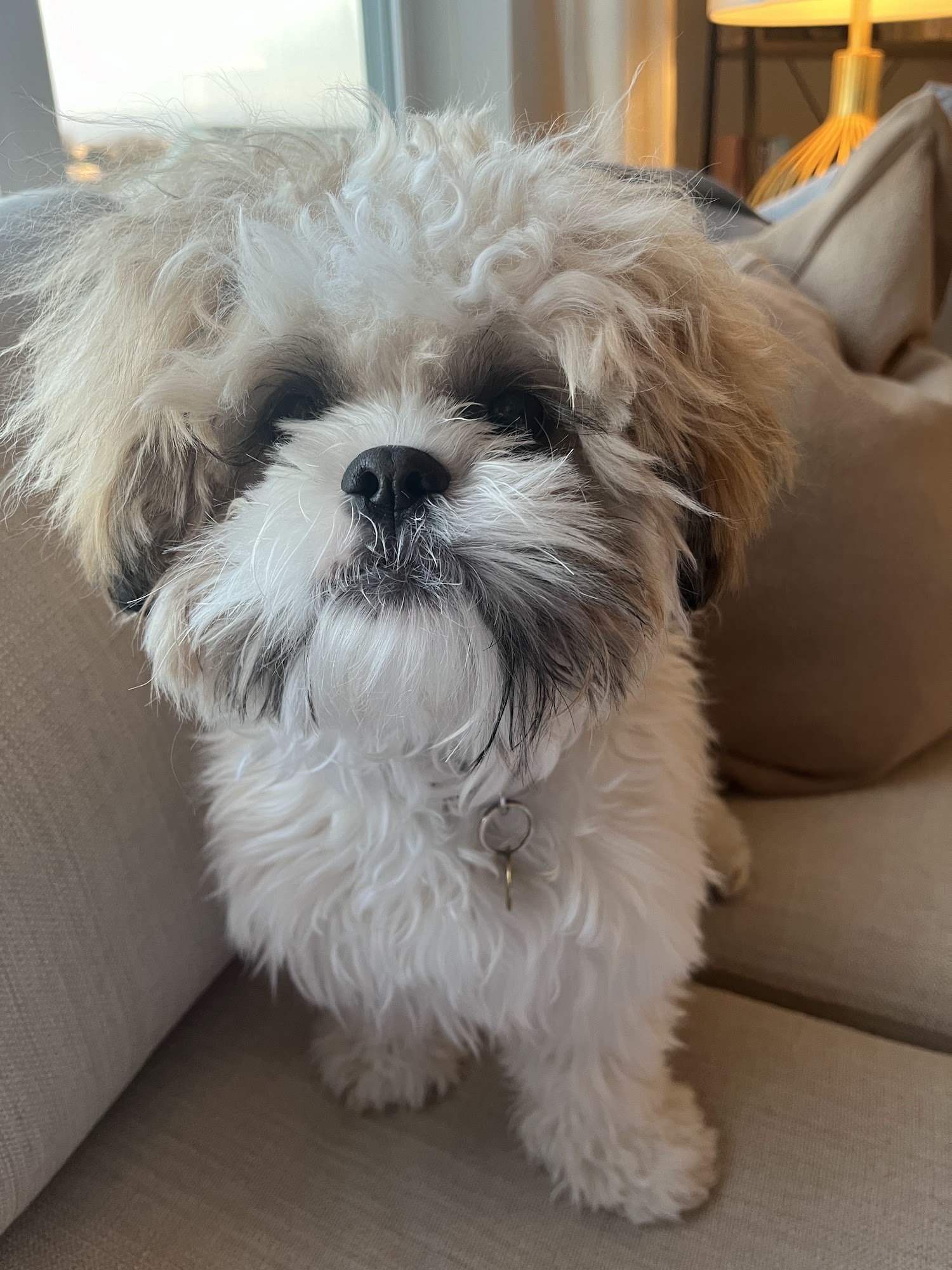 South Mountain Dog Training Emmaus