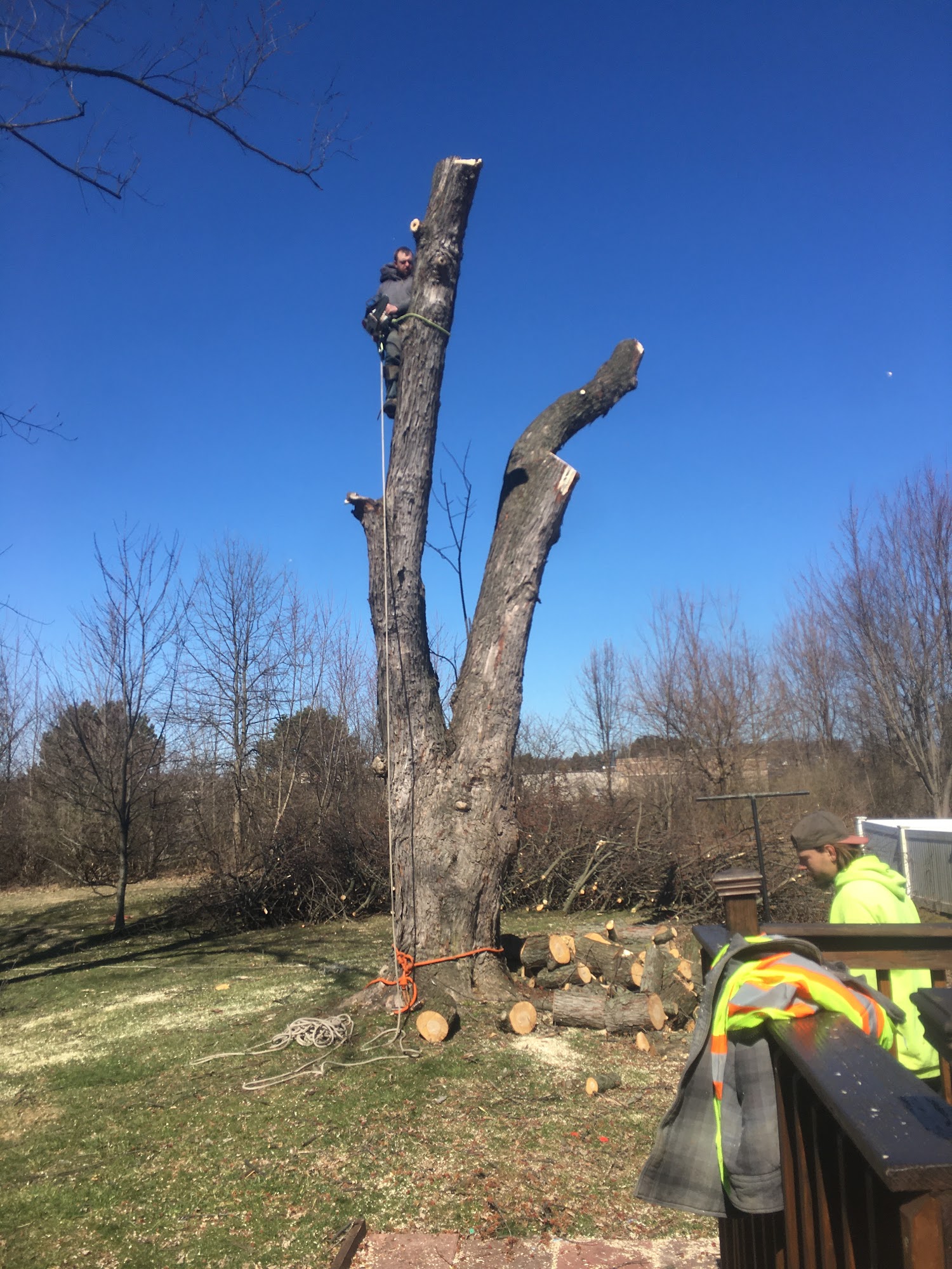 Beamer's tree service