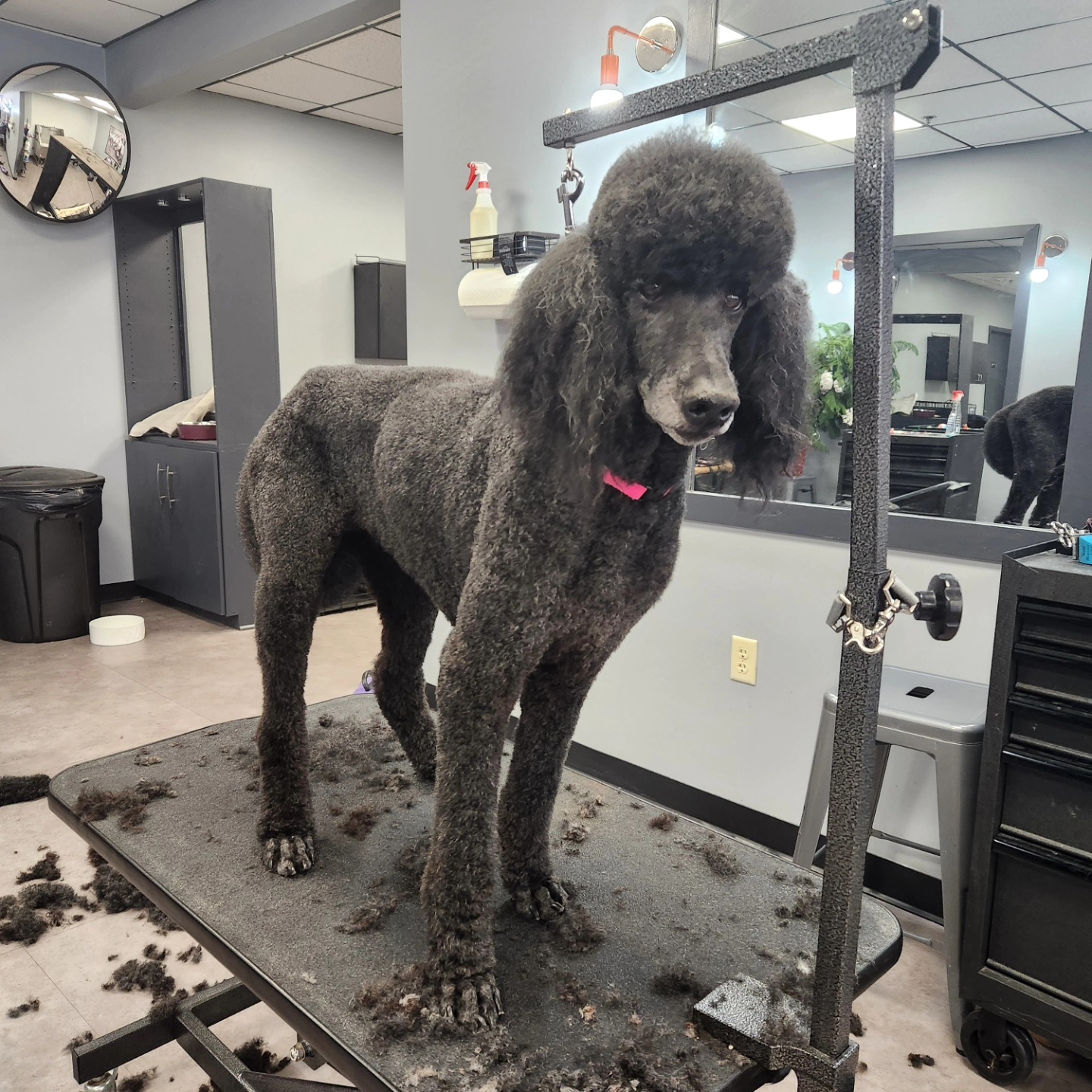 Unleashed Grooming Company