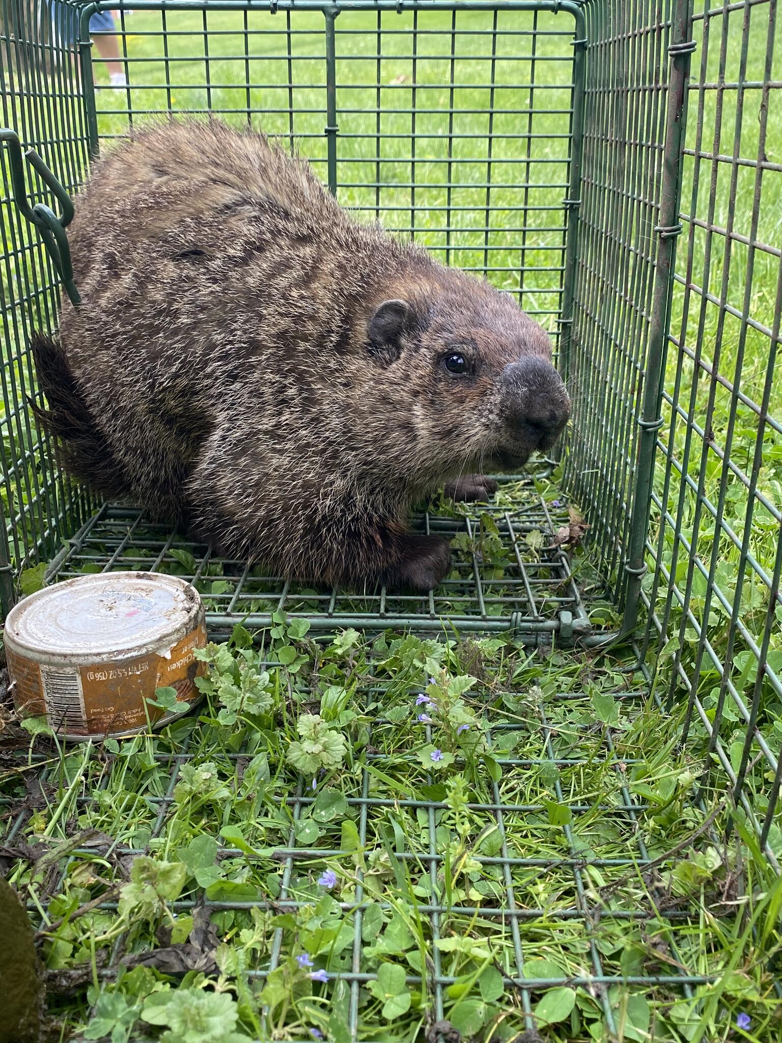 Photo credit: nextdoor