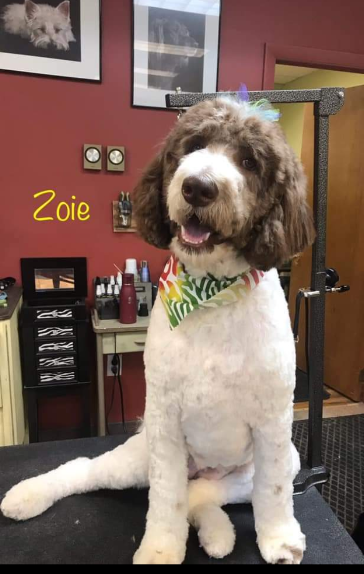 Wags To Riches Kingston