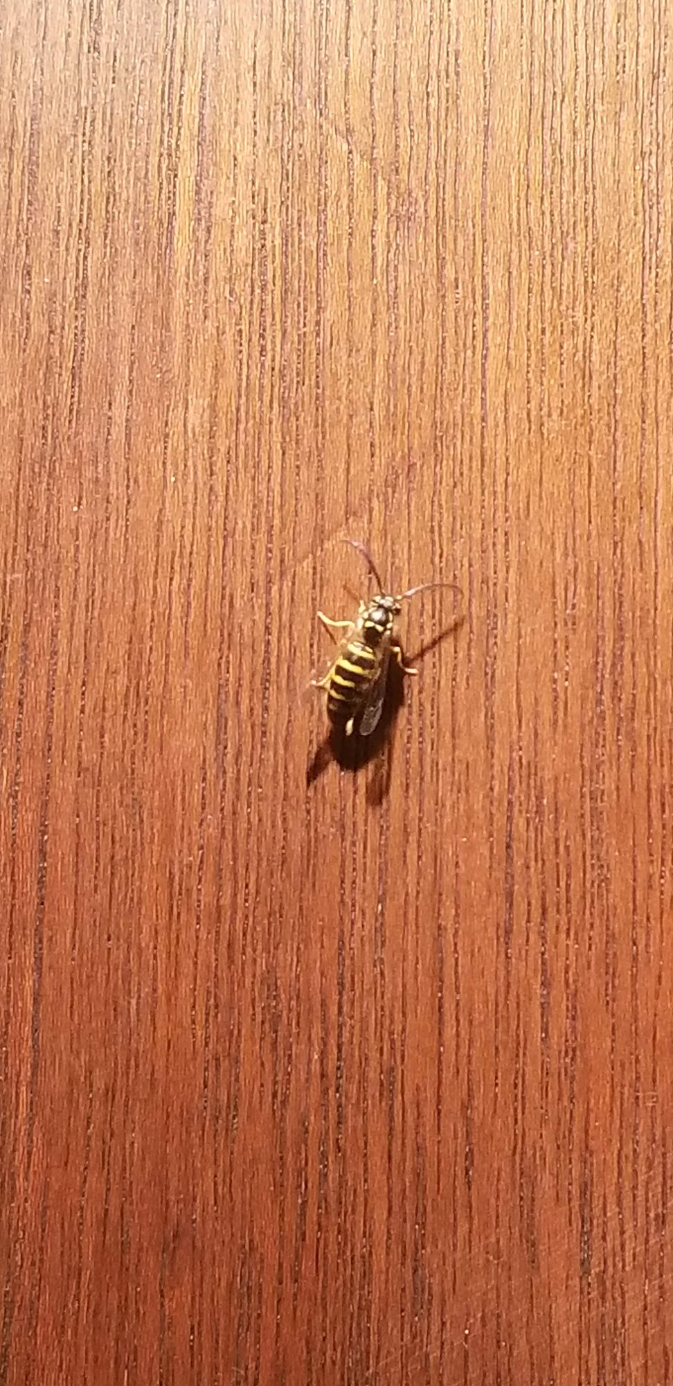 Young's Pest Control