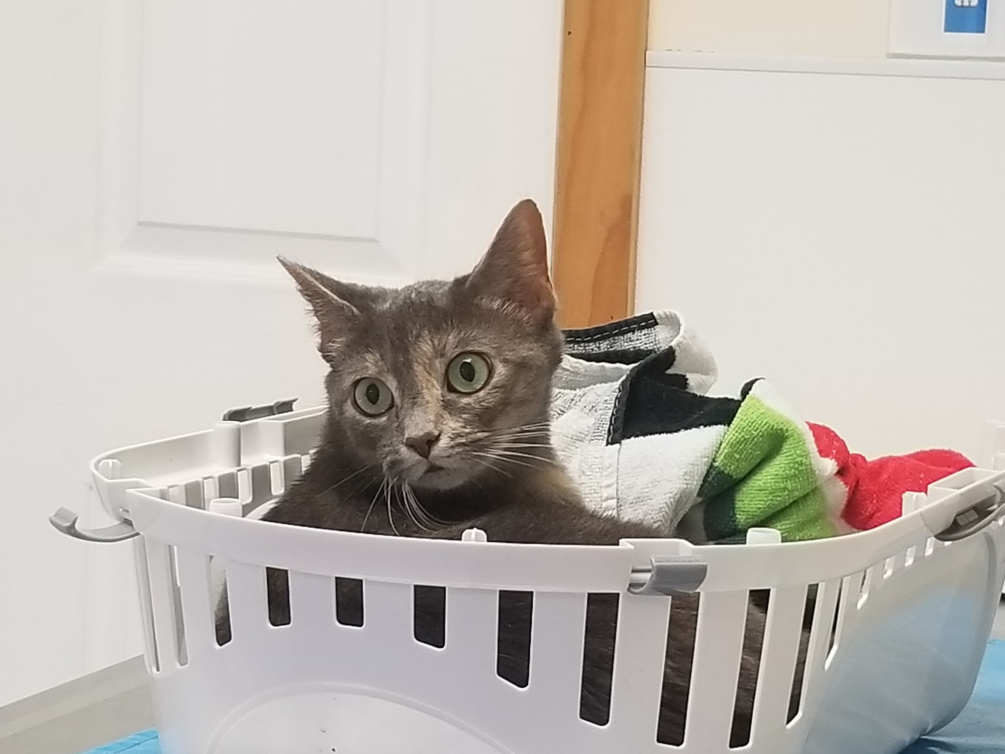Humane Pennsylvania Lancaster Center for Animal Life-Saving Lancaster
