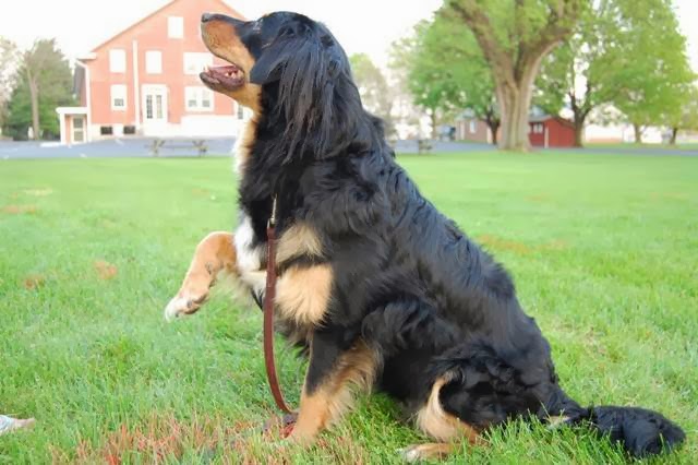 Faithful Companion Dog Training, LLC Lancaster