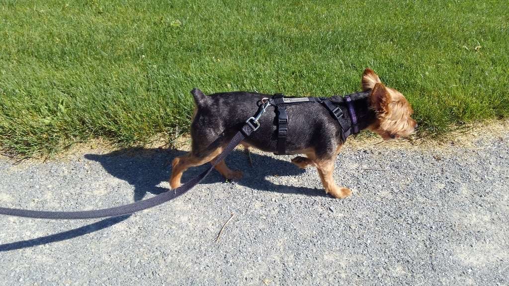 Once Upon a Dog Tail LLC Lancaster