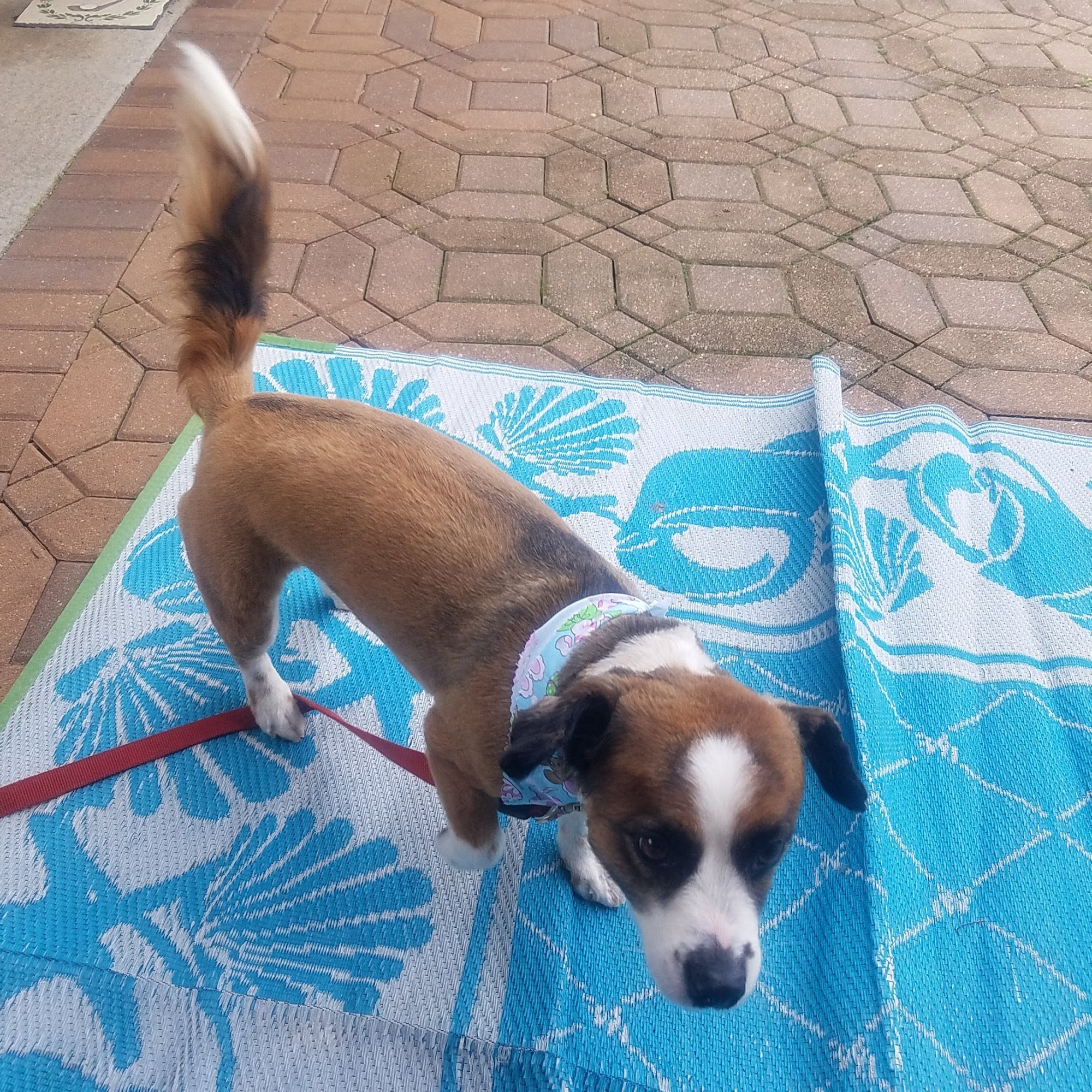 Kathy's K-9 Clips Landenberg