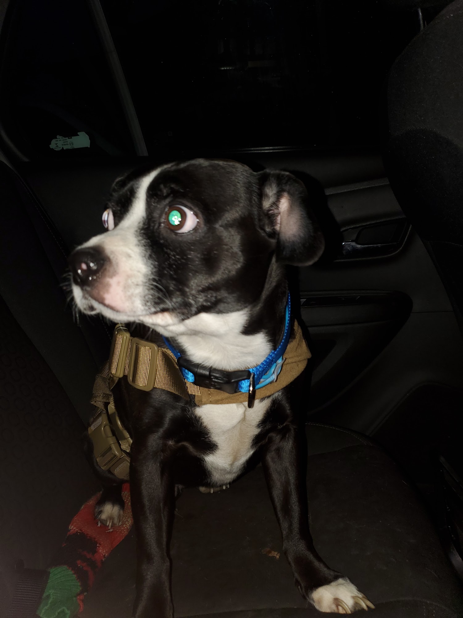 Pet Connection Leechburg