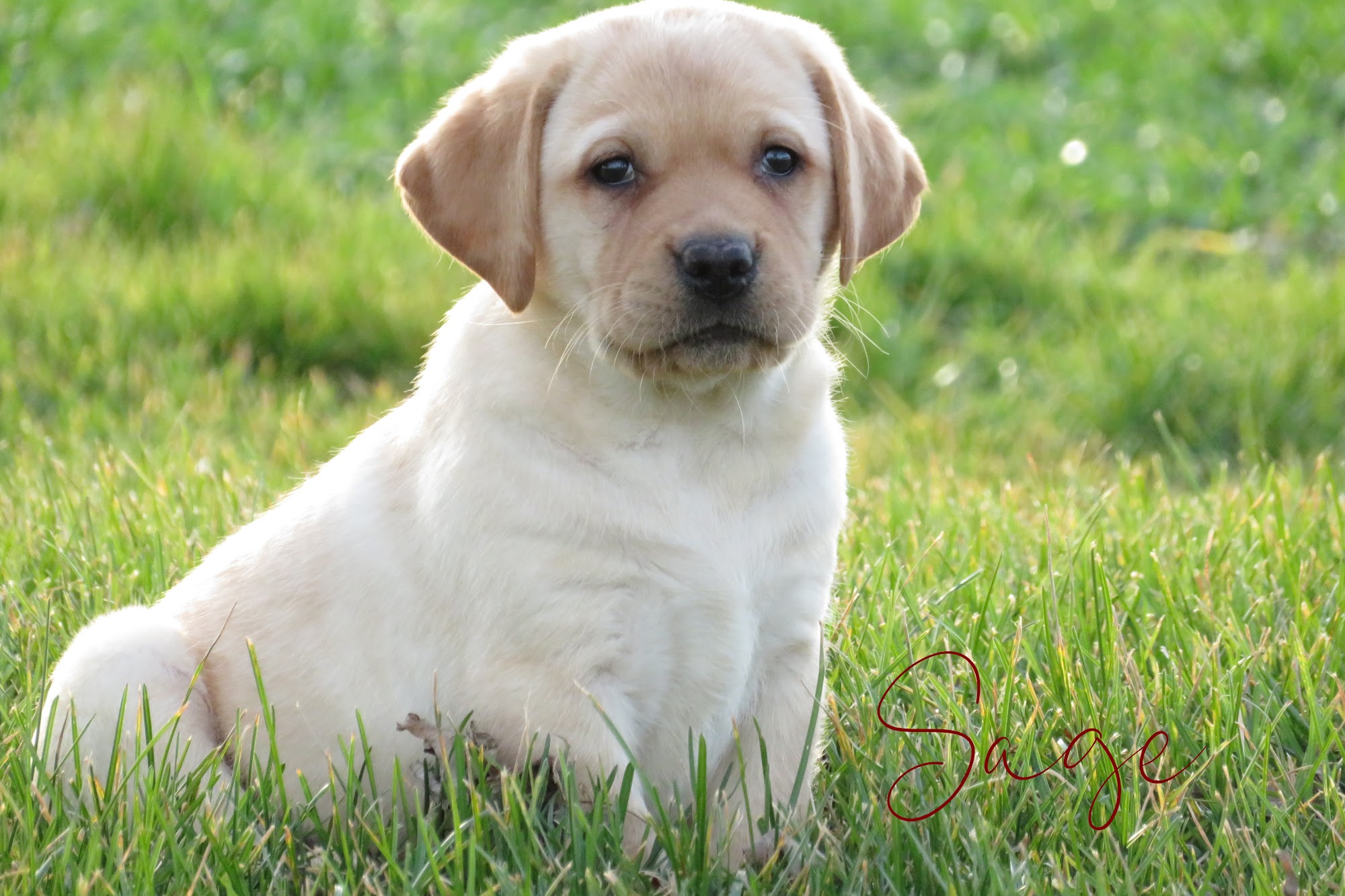 Lititz Labradors Lititz