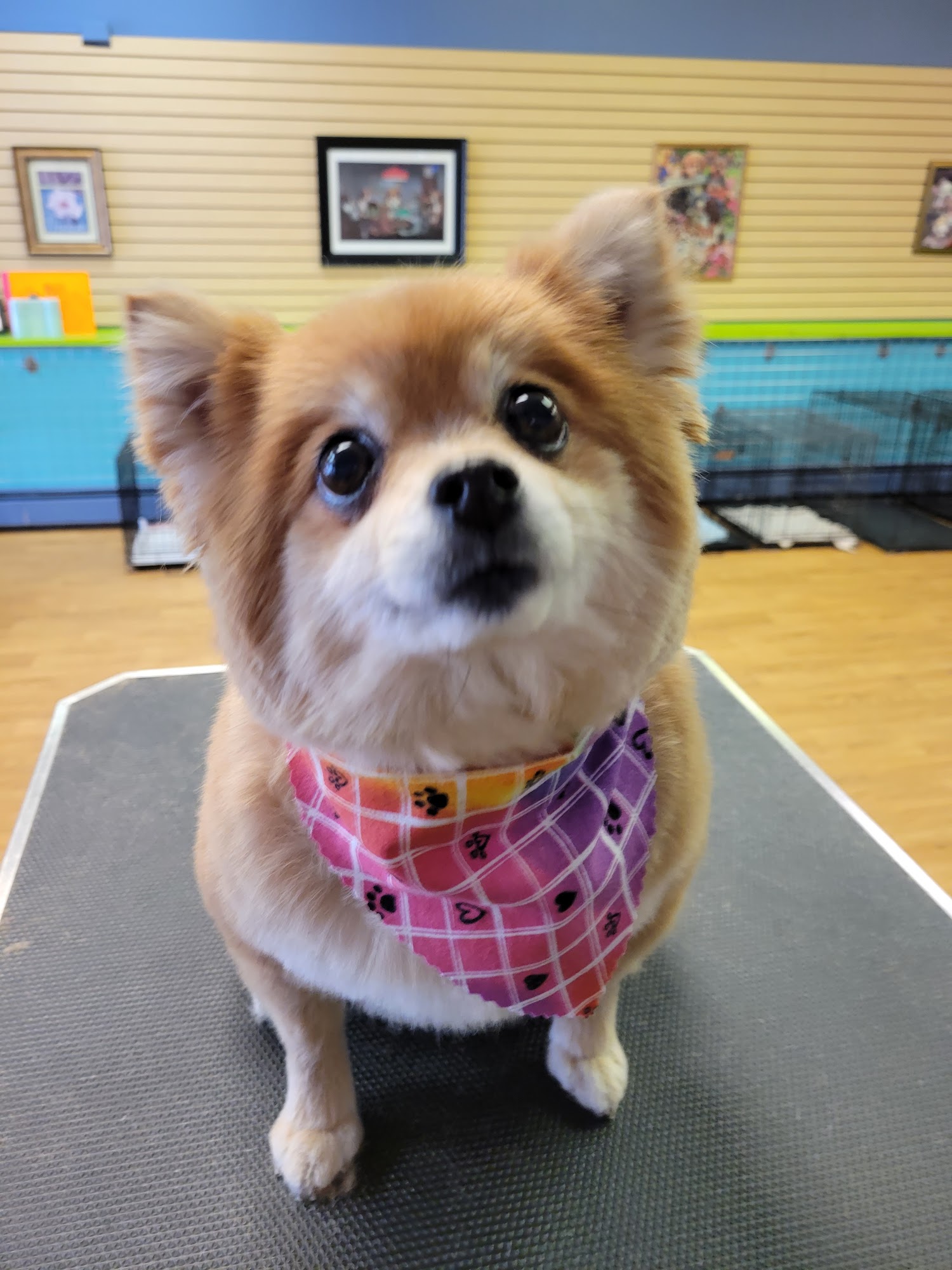 Posh Puppies Luzerne