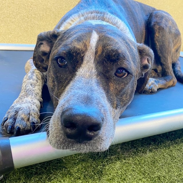 The Pooch Pitt McMurray