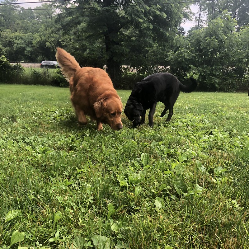 Greenlin Pet Resorts Mechanicsburg