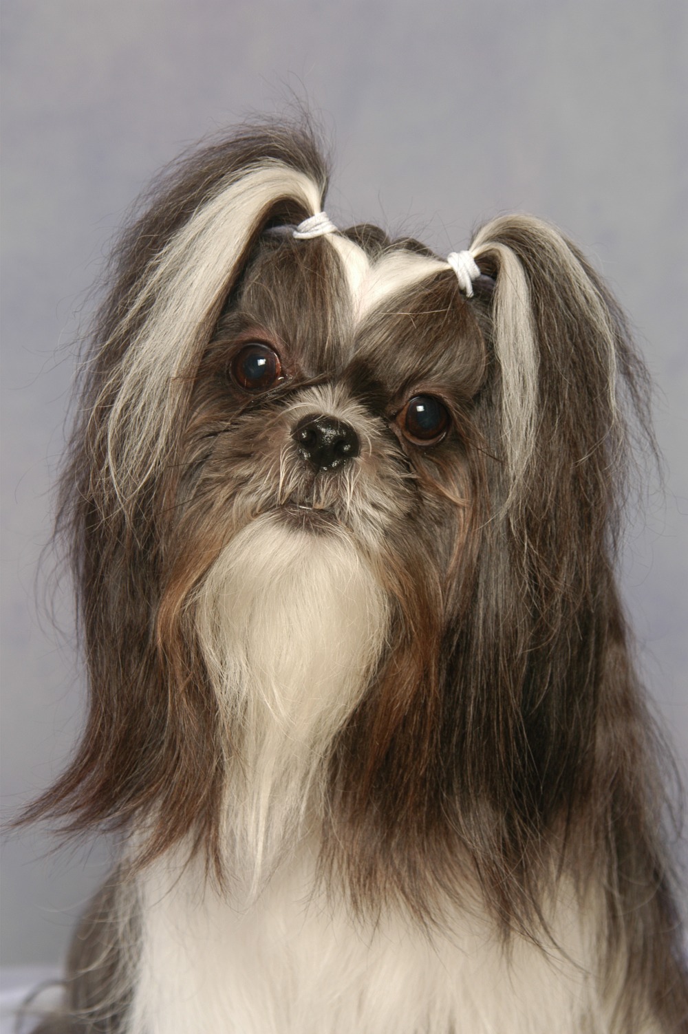 Animal Instincts Pet Salon Middletown