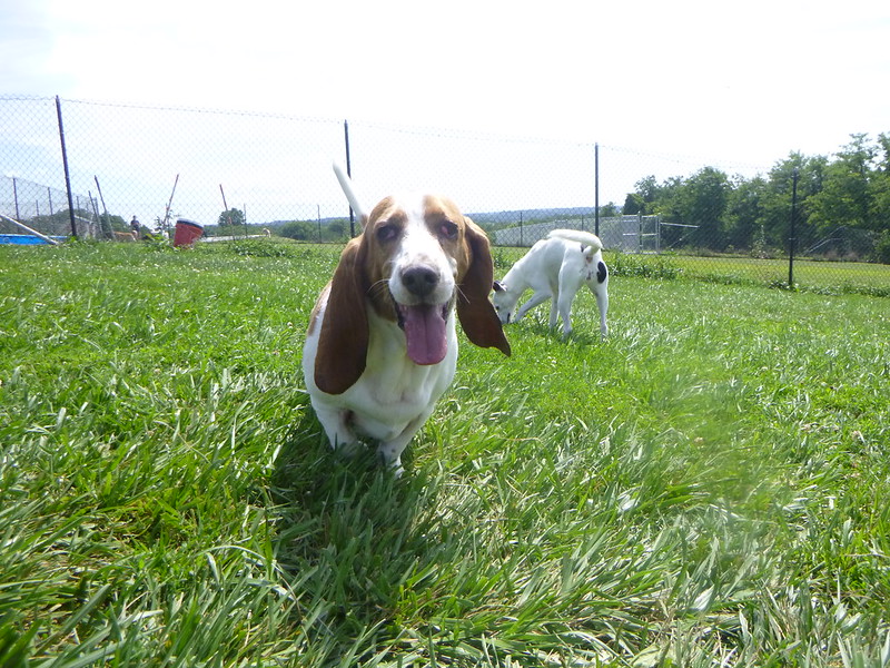 Greenlin Pet Resorts Middletown