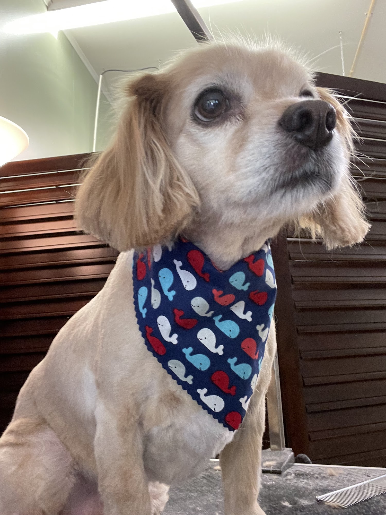 Poochie Cuts Mountain Top