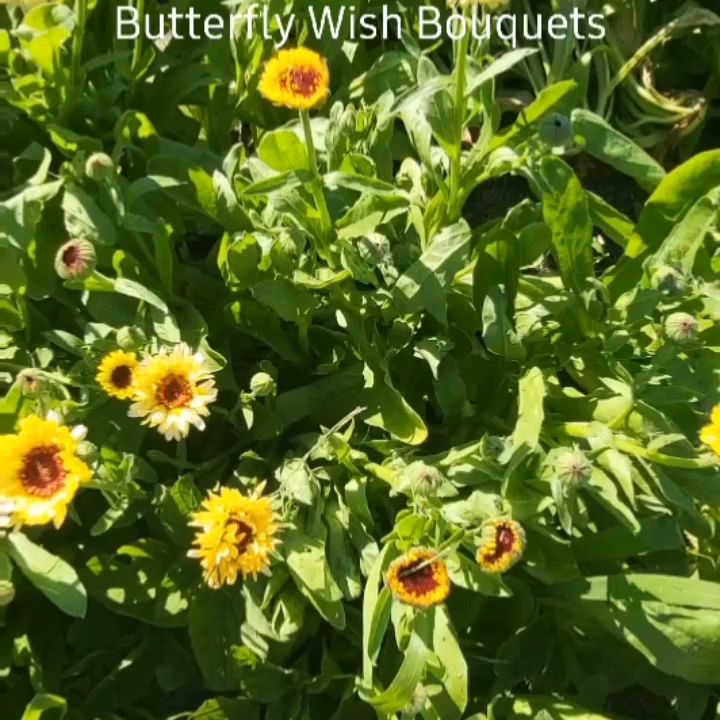 Butterfly Wish Bouquets