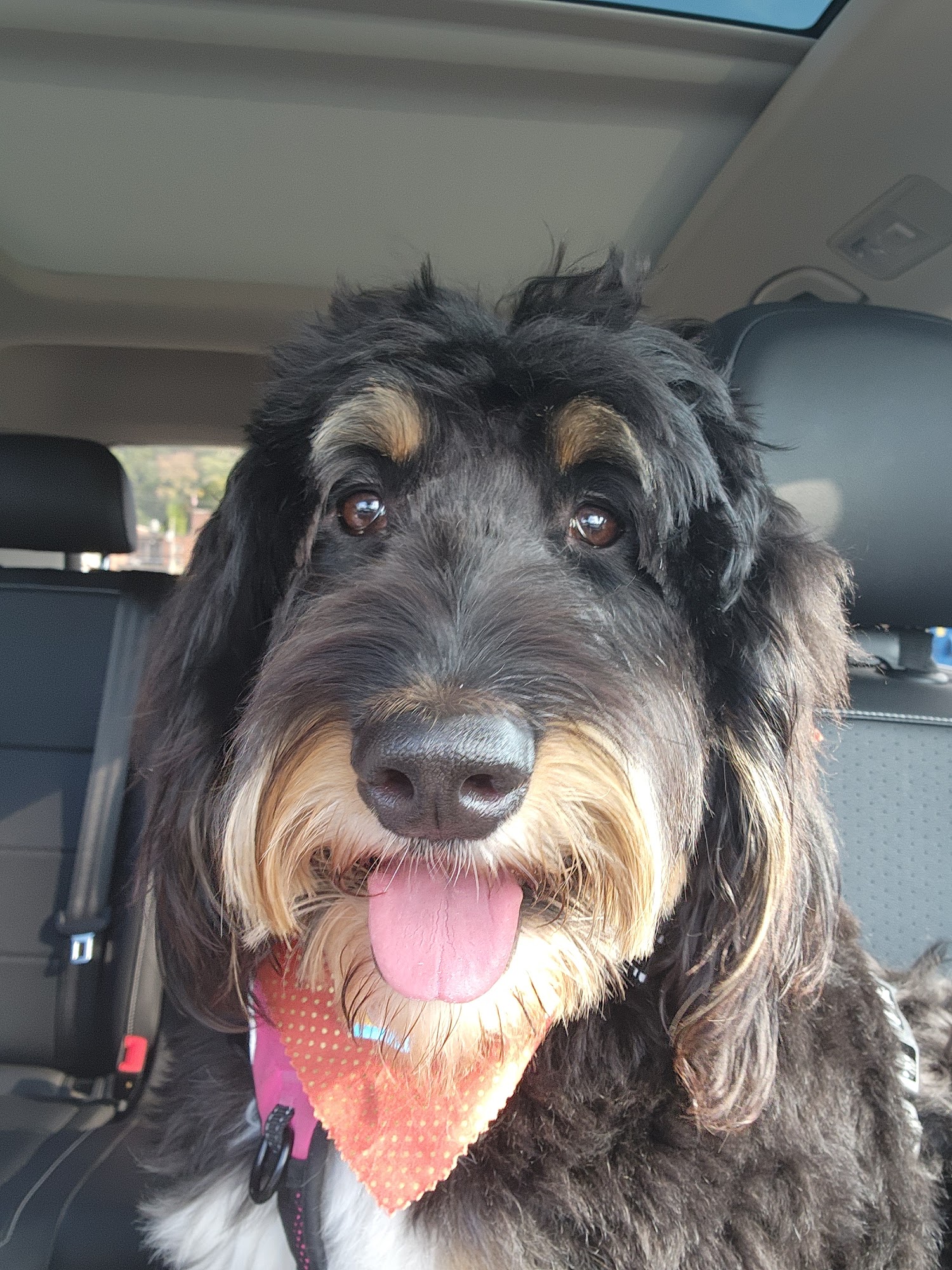 Pampered Pooch Pet Salon New Castle