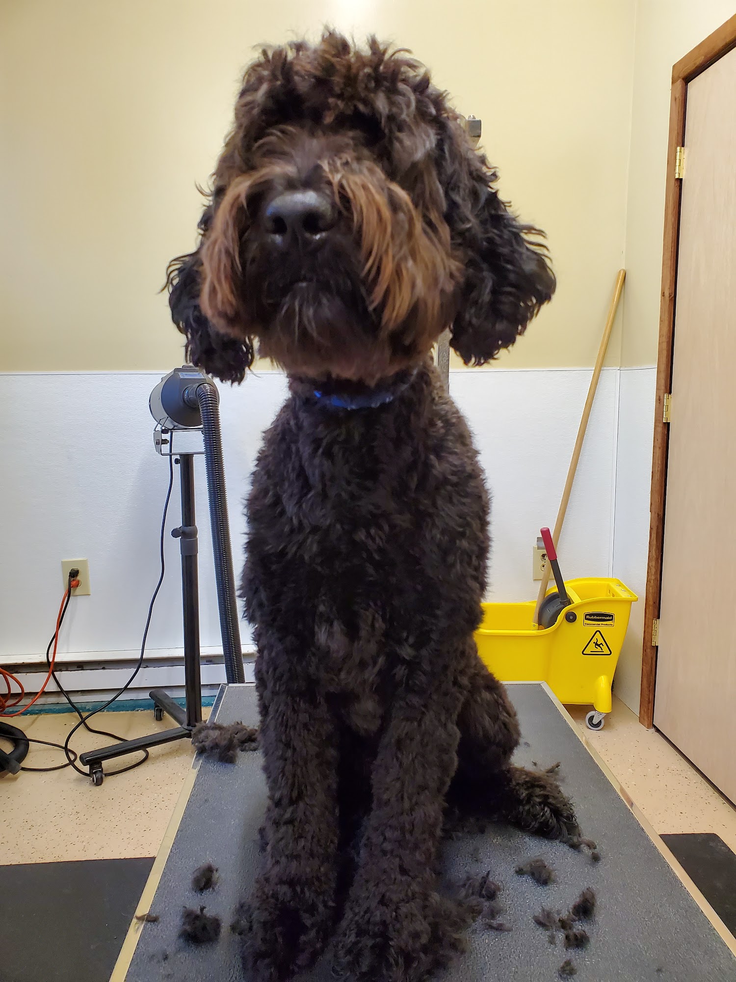 Corinne's Pooch Parlor New Tripoli