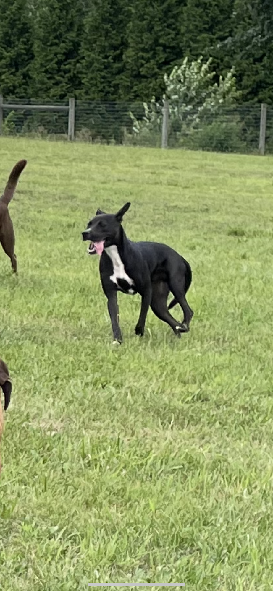 Priority Dog New Tripoli