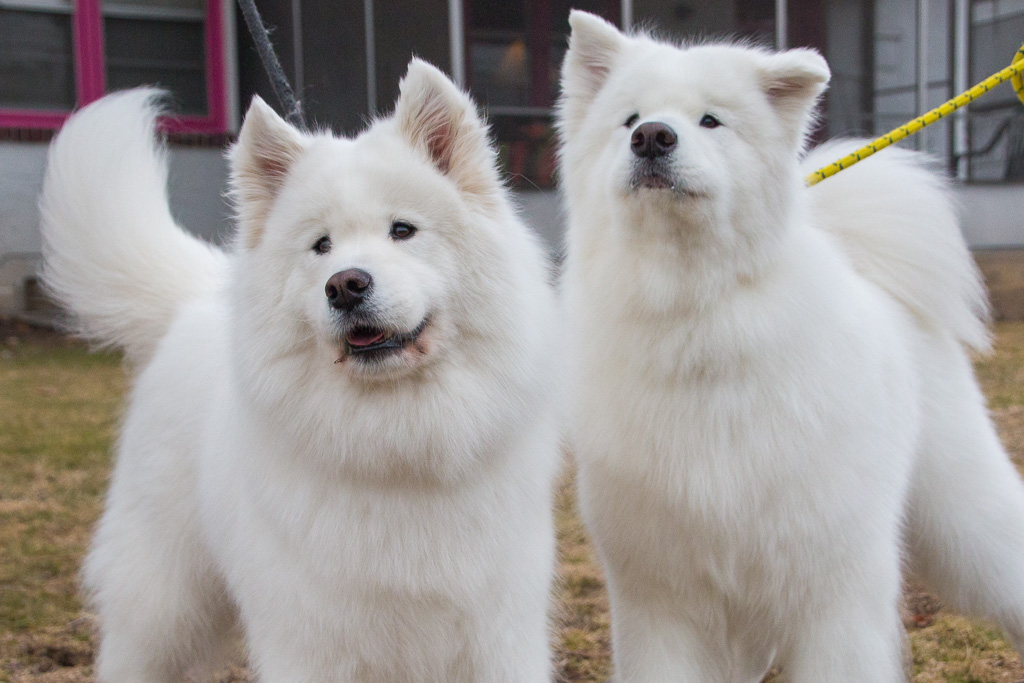 Petagree Newtown Square