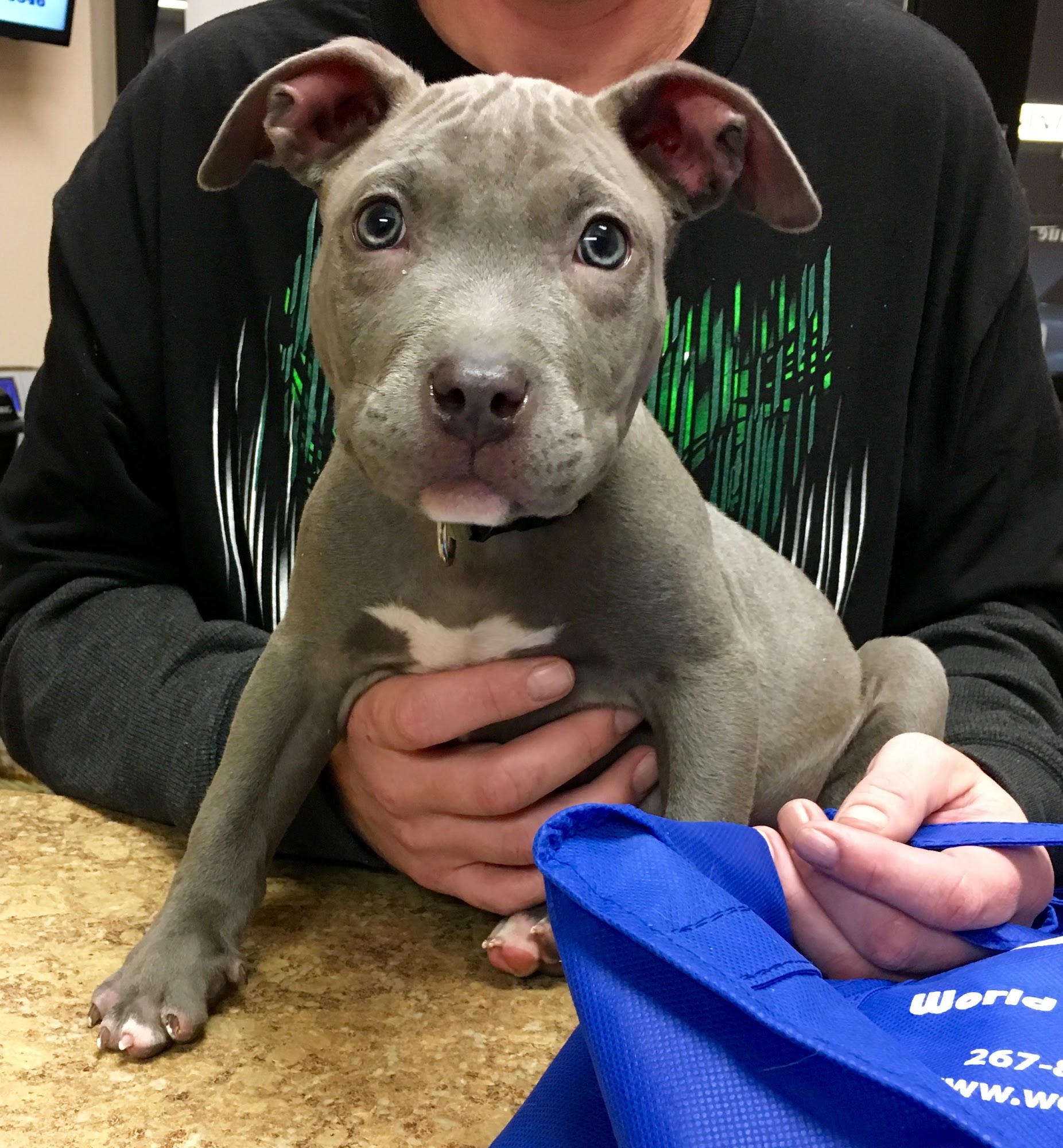 World of Animals at Mayfair Veterinary Hospital