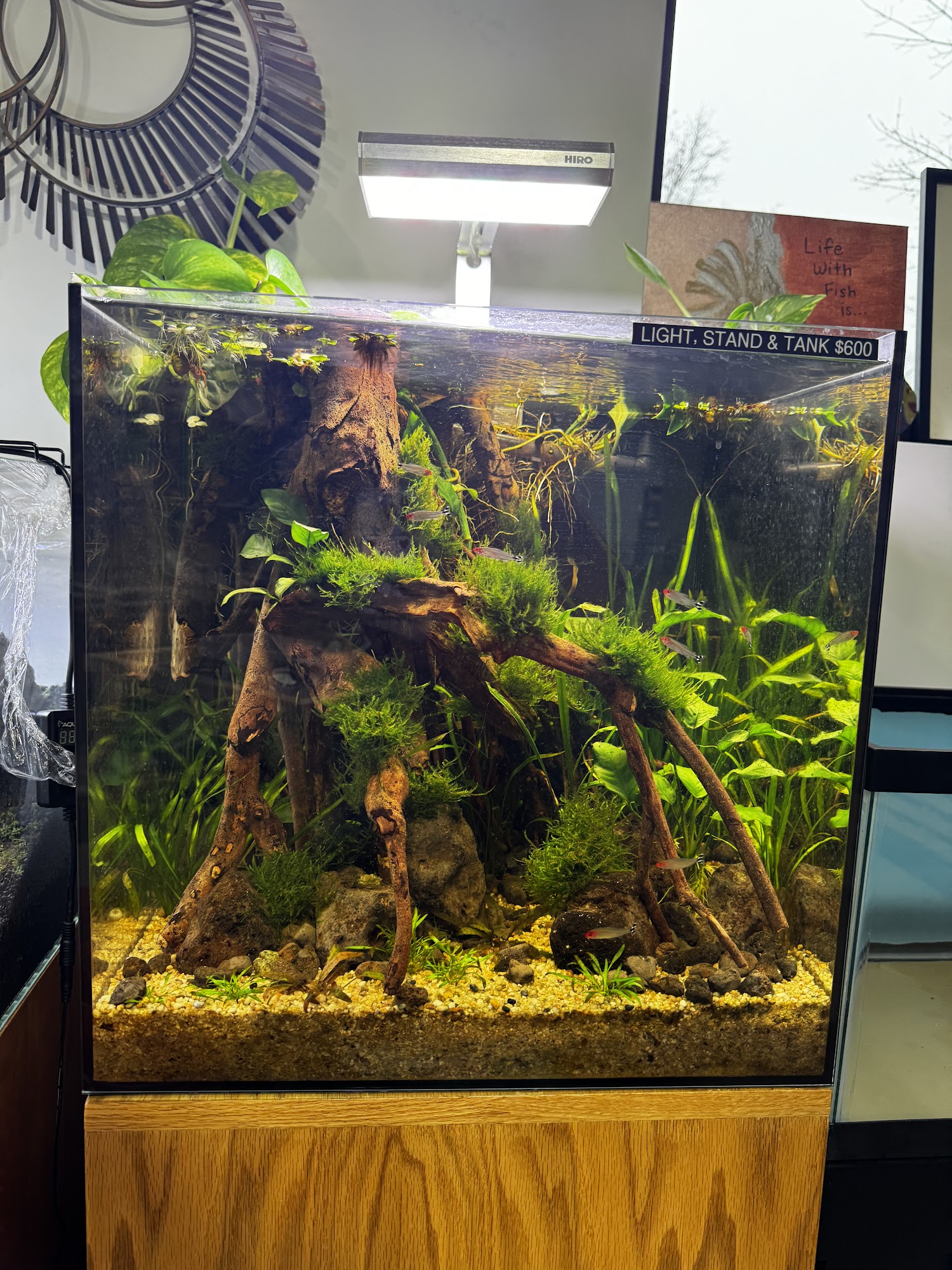 Cuboid Nature Aquarium