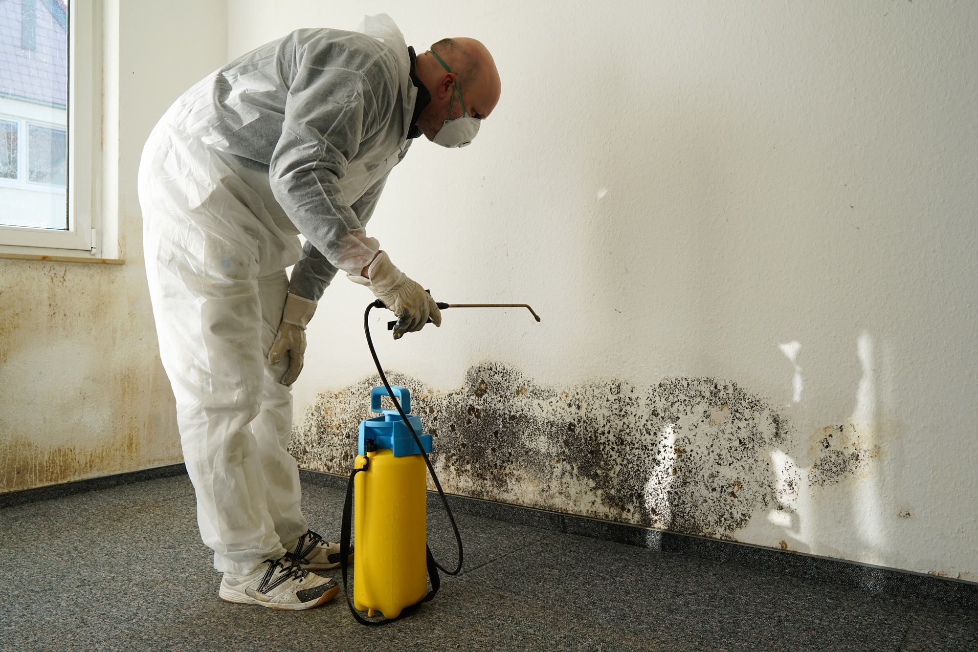Pittsburgh Mold Remediation Services