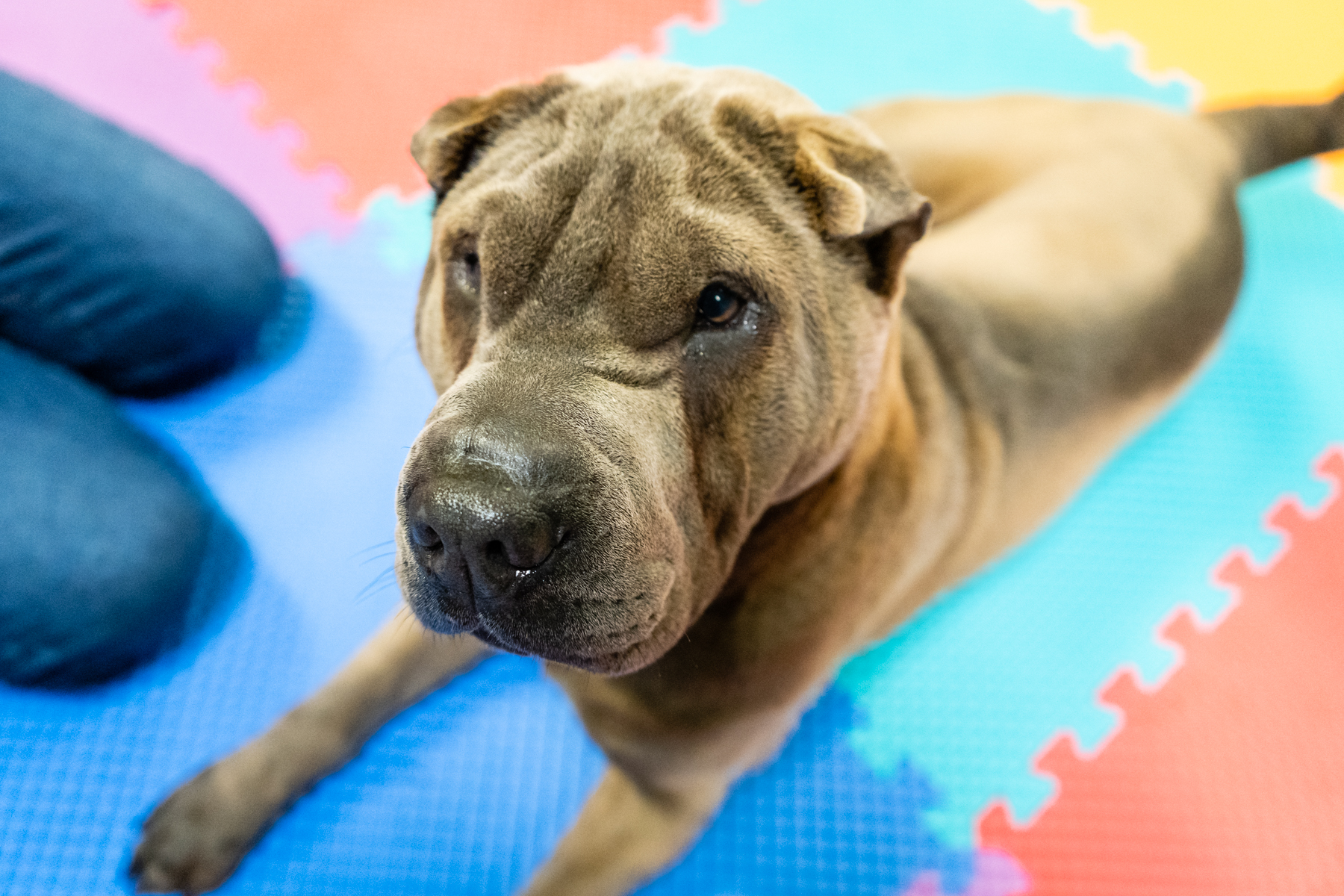 Pawsitive Pup Plains