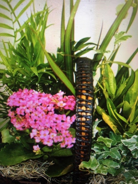 Fruit Gold Crown Flowers