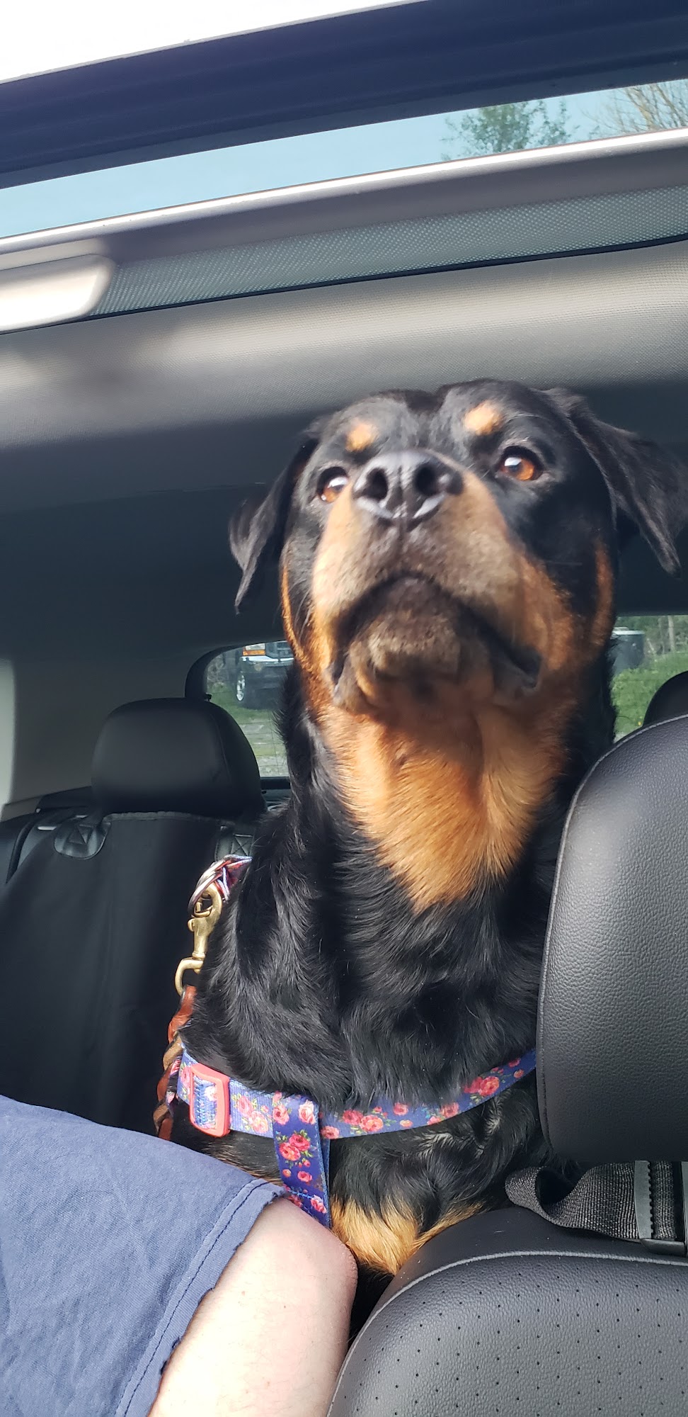 Mary's Hand That Feeds School For Dogs Shavertown