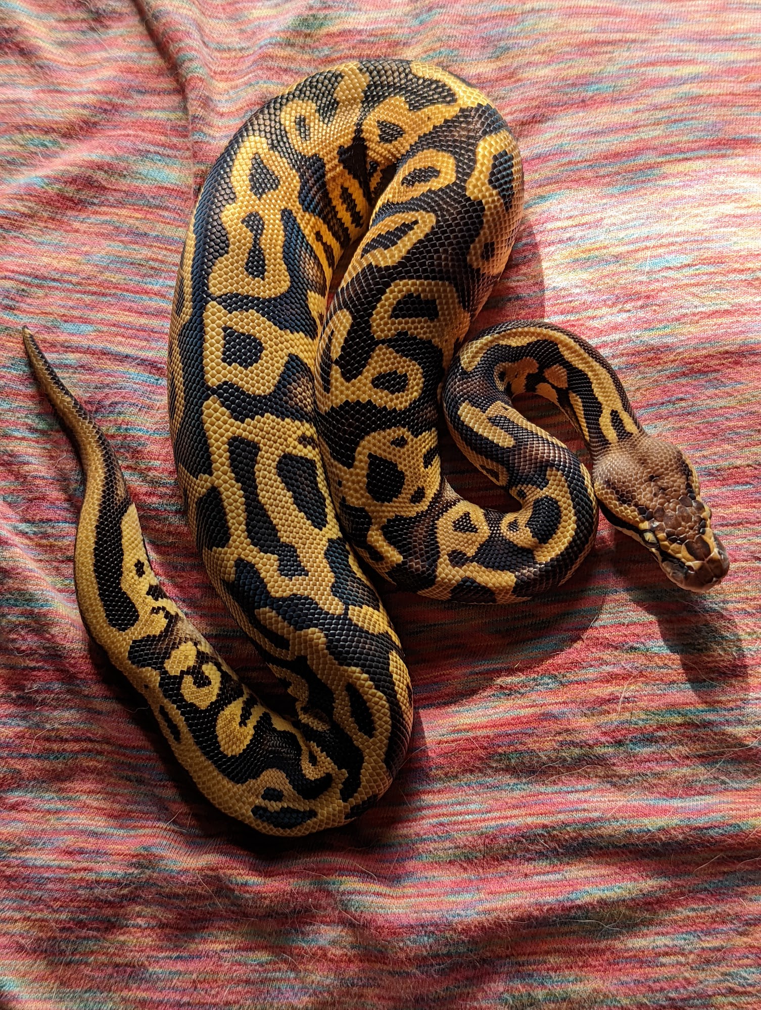 Pittsburgh Reptile Show And Sale Tarentum