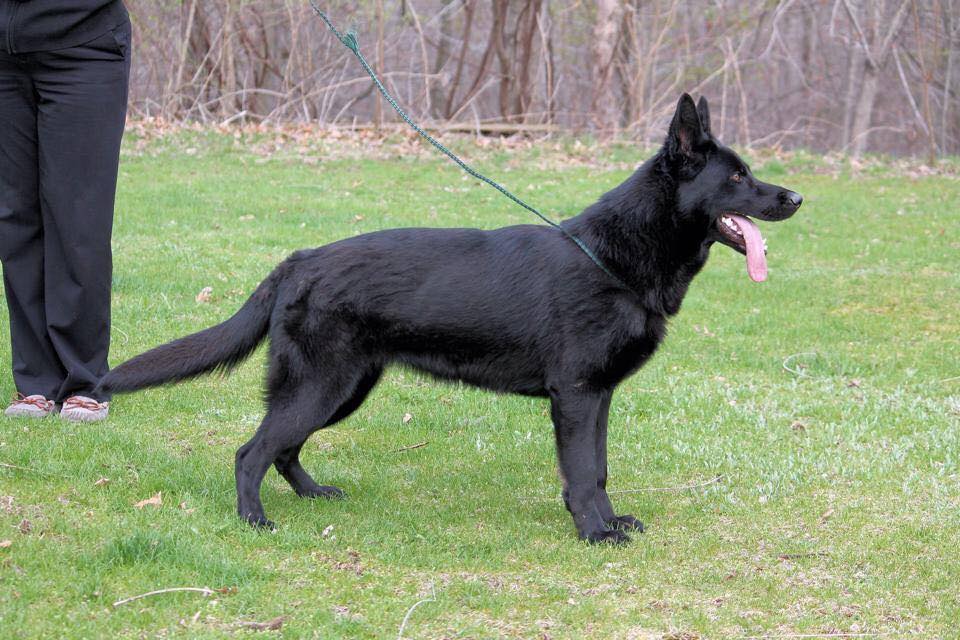 Milnerhaus Kennels Throop