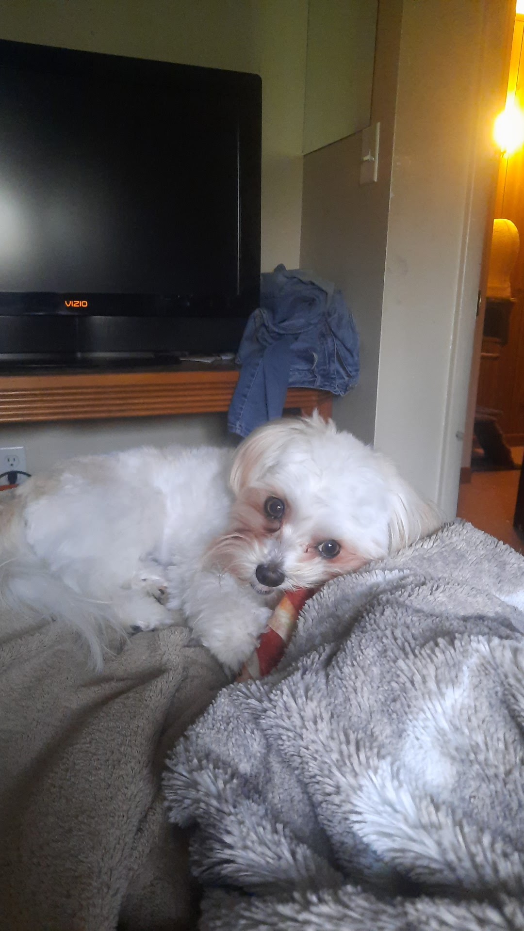 Amber-Aire Dog Grooming Tunkhannock