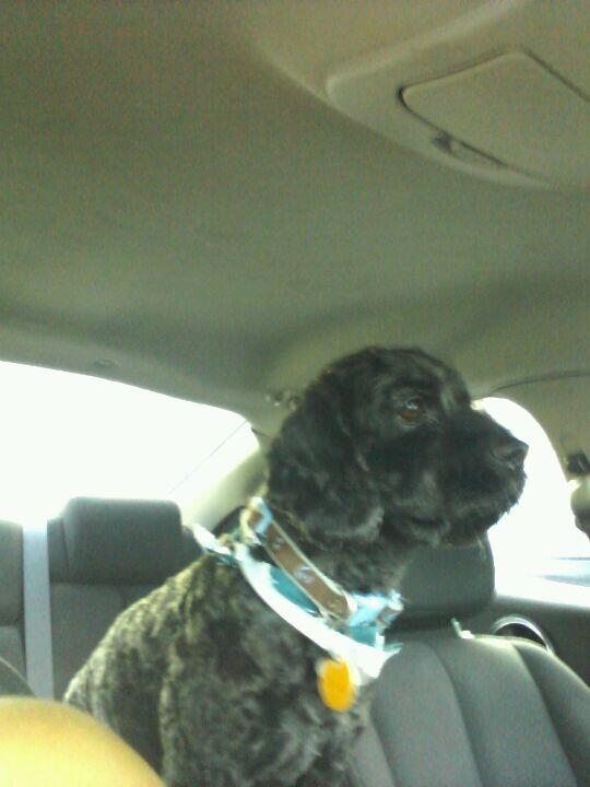 Pampered Pooch Salon of Upper Darby Upper Darby