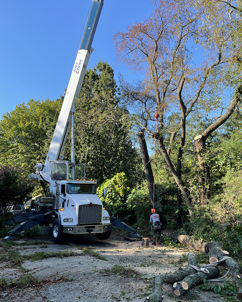 Boot Road Tree Service