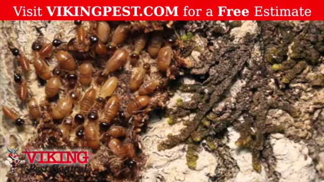 Viking Pest Control 2030 W Main St, West Norriton Pennsylvania 19403