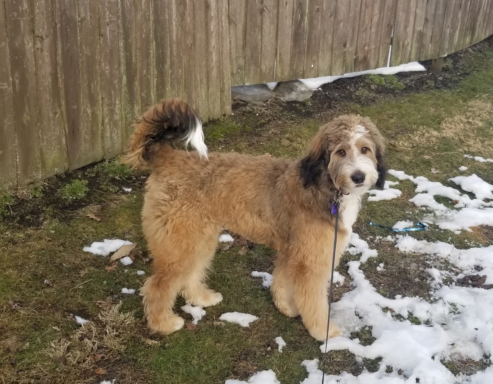 Pat's Pet Grooming Willow Street