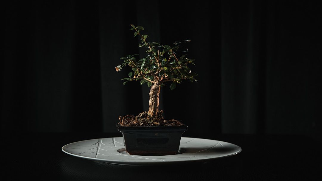 Photo credit: thefork