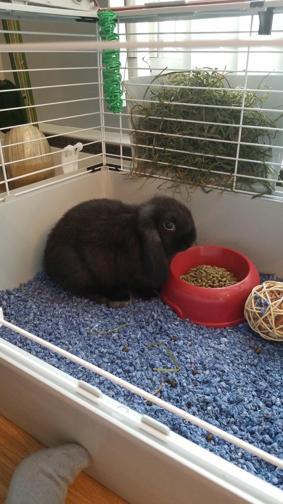 Chico - Boutique d'animaux | Longueuil Longueuil