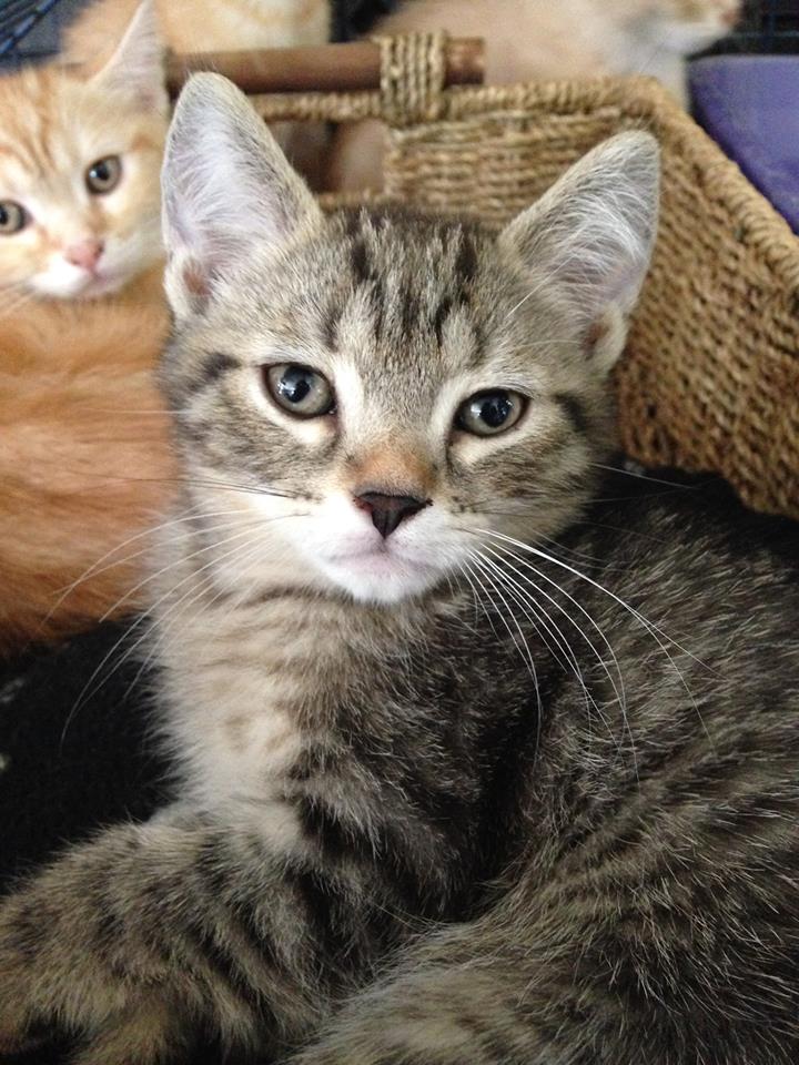 Animalerie Animaux Domestiques Quinn Magog