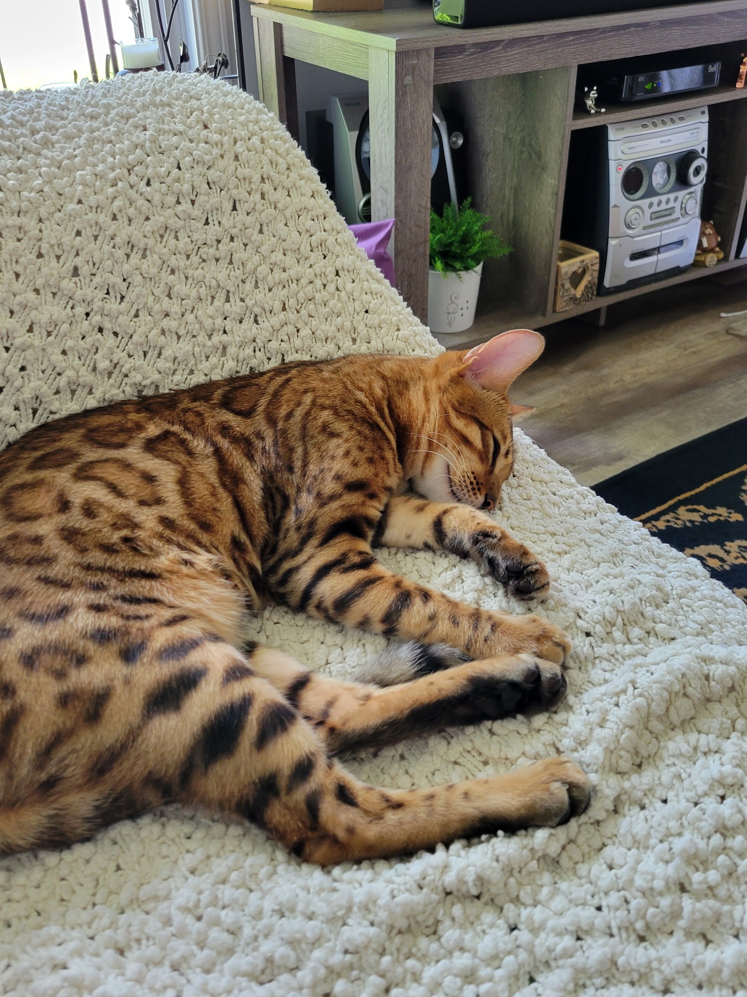 Chatterie Royal Bengal | Éleveur de chat Royal Bengal certifié et adoption