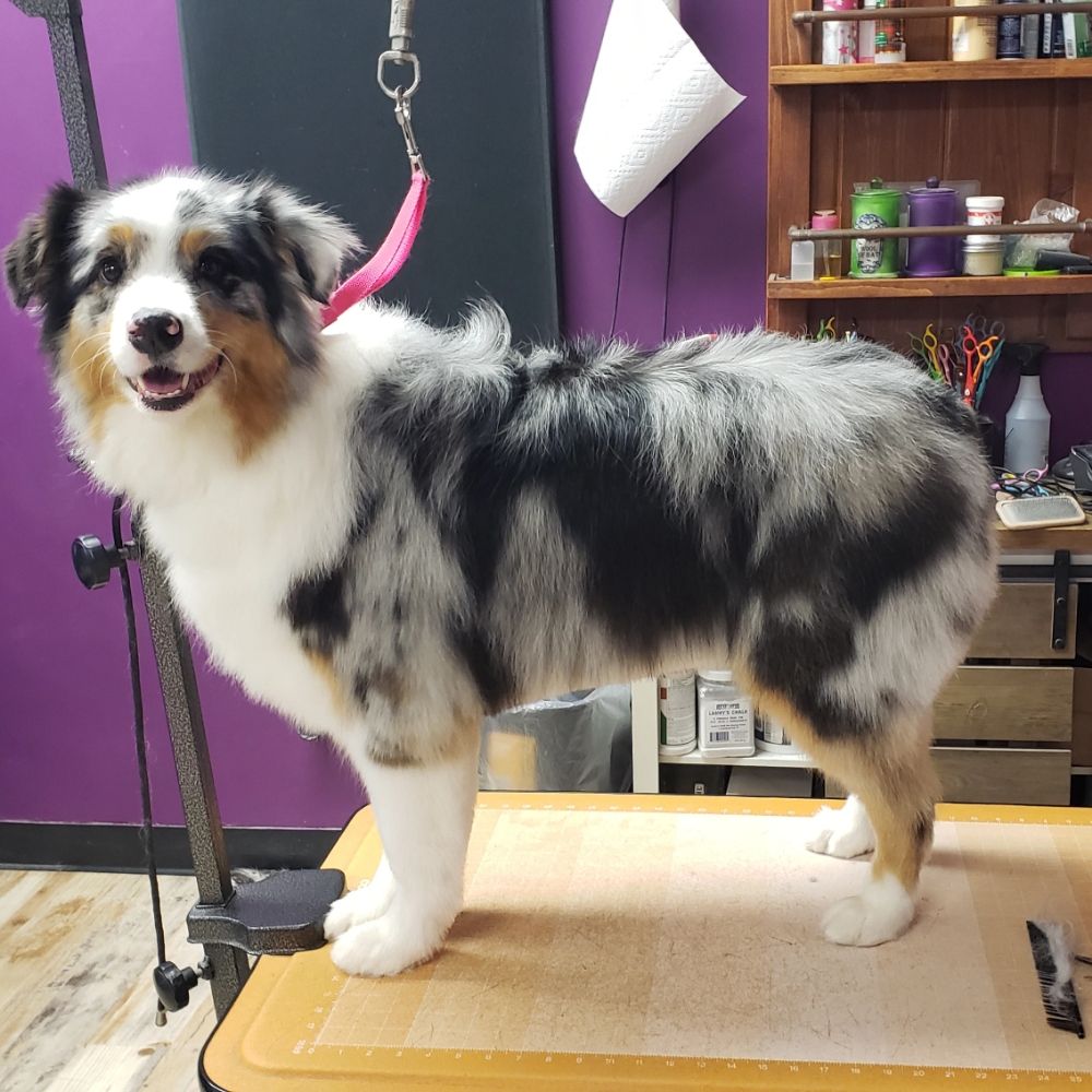 Calypso’s Pet Salon Bristol