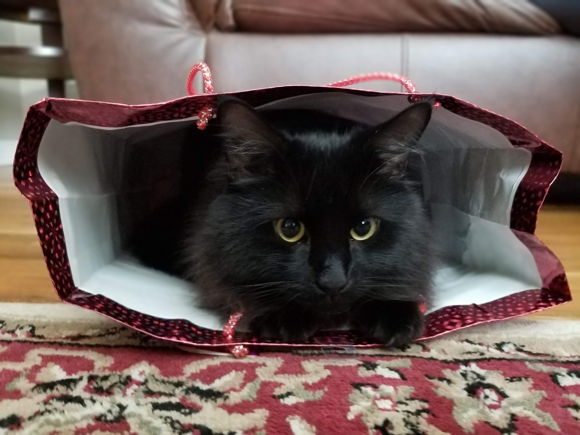 Providence Animal Rescue League Providence