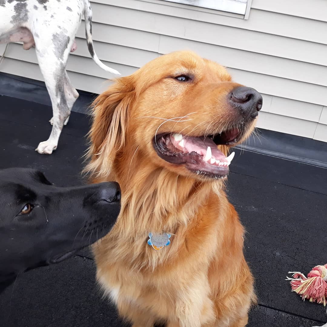 The Dog House Providence