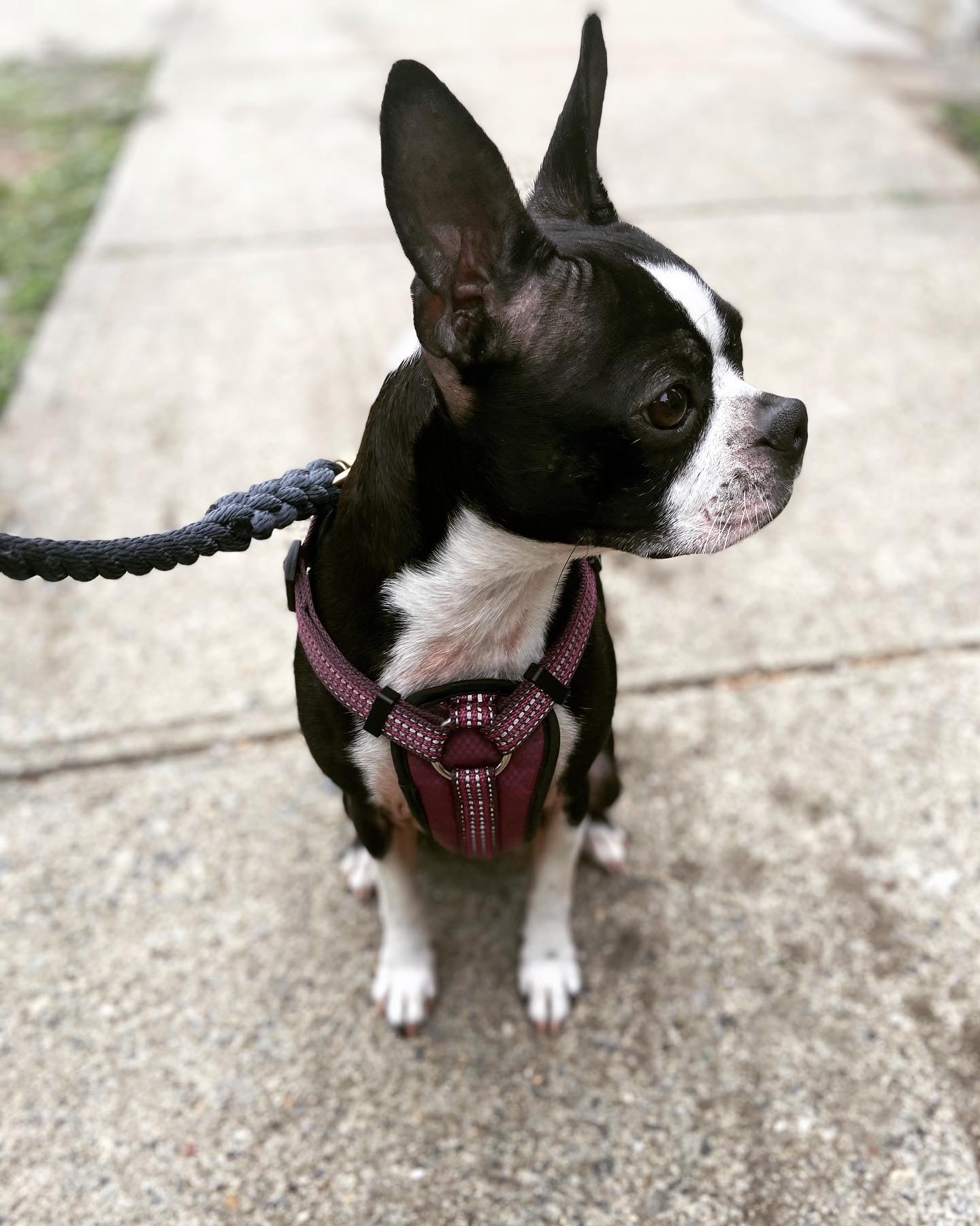 WiggleWalkers Providence