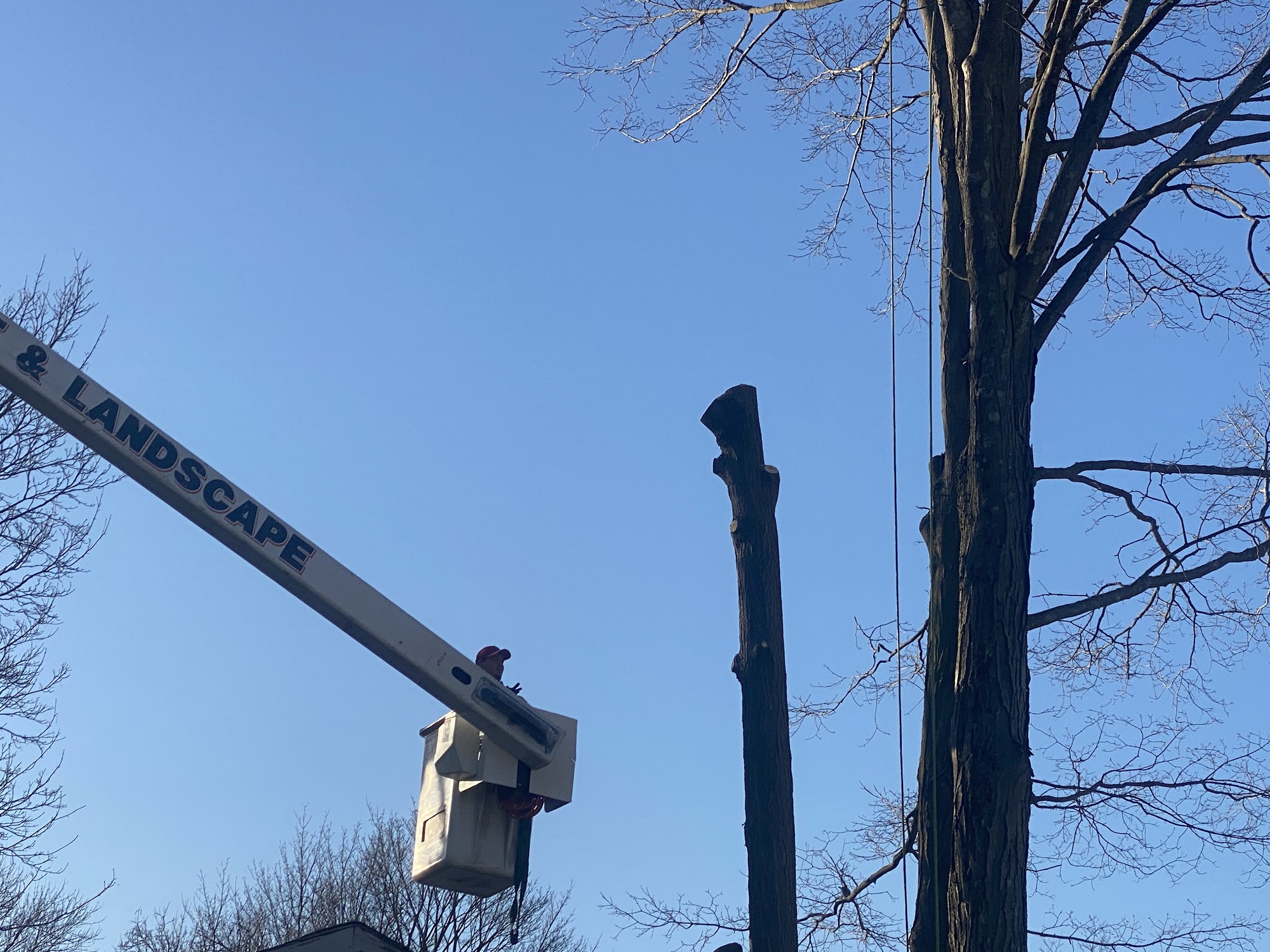 Sepe Tree Service