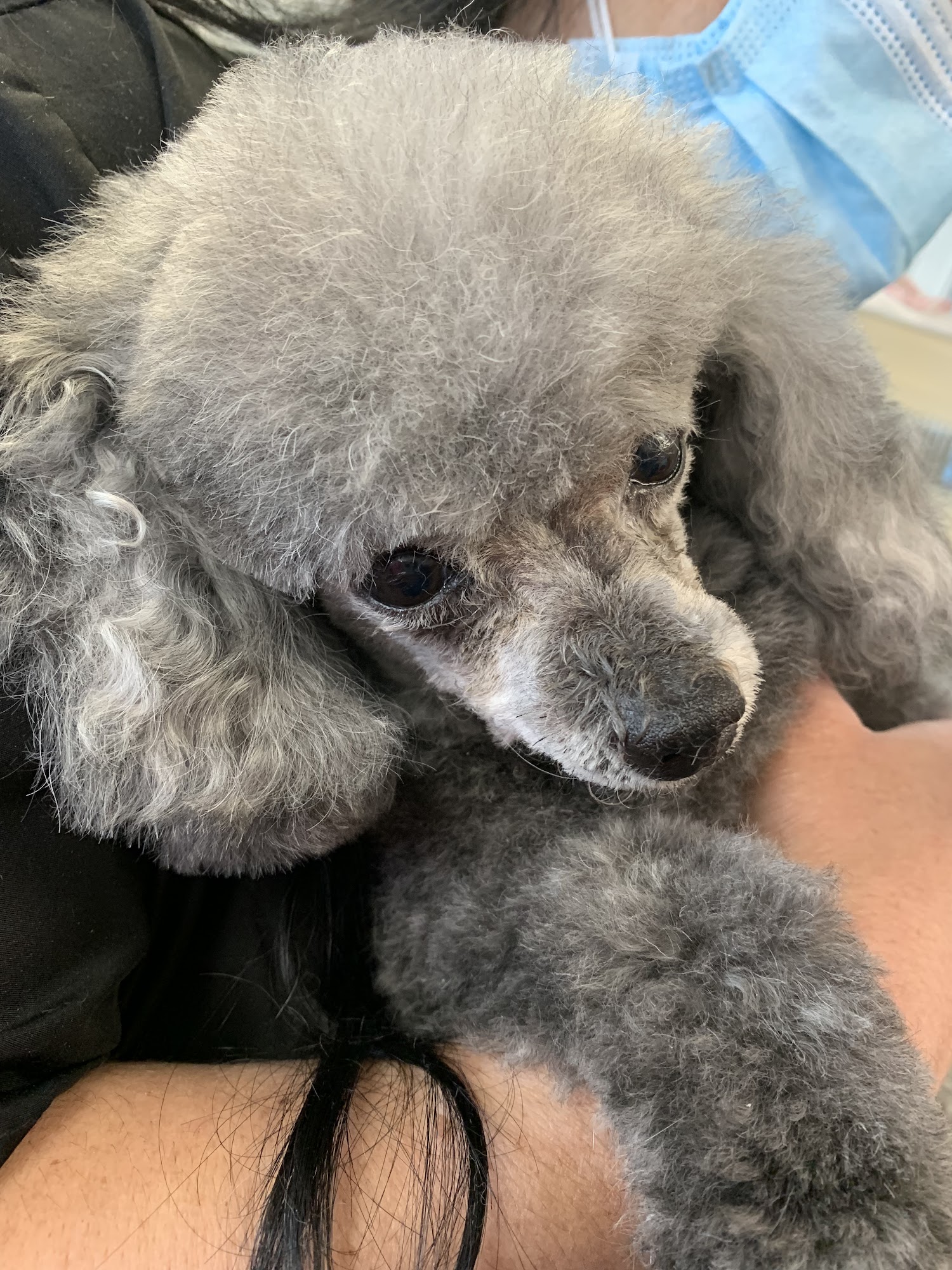 Amy's Pup in the Tub II Warren