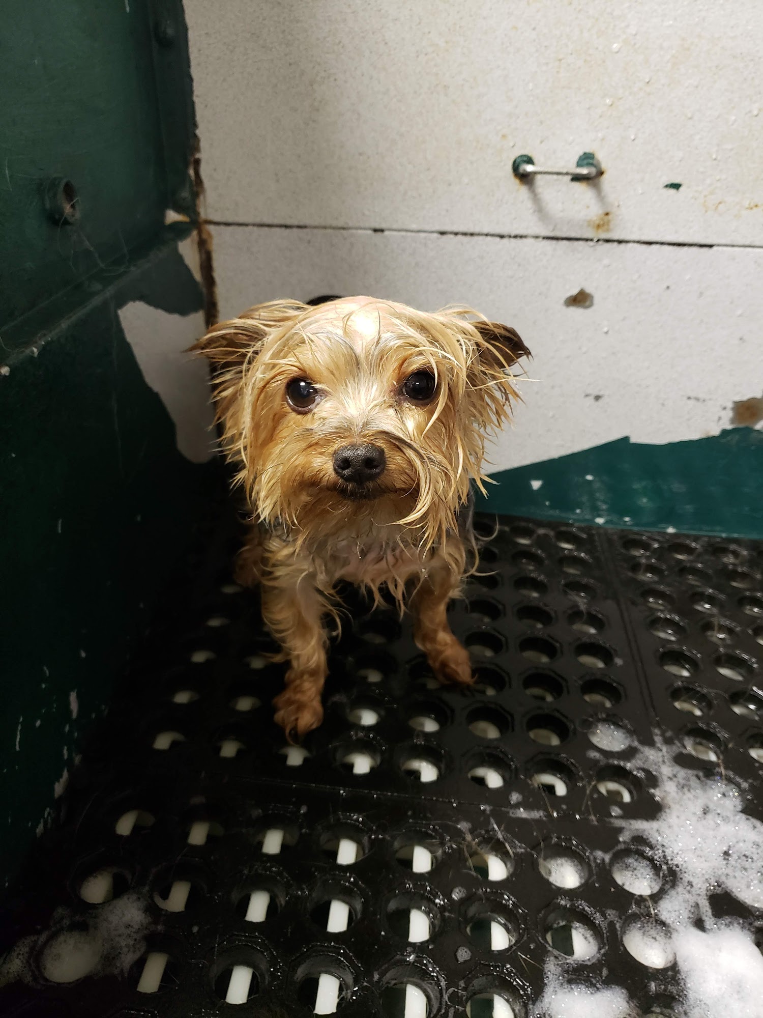 All Tails Are Wagging Pet grooming West Warwick