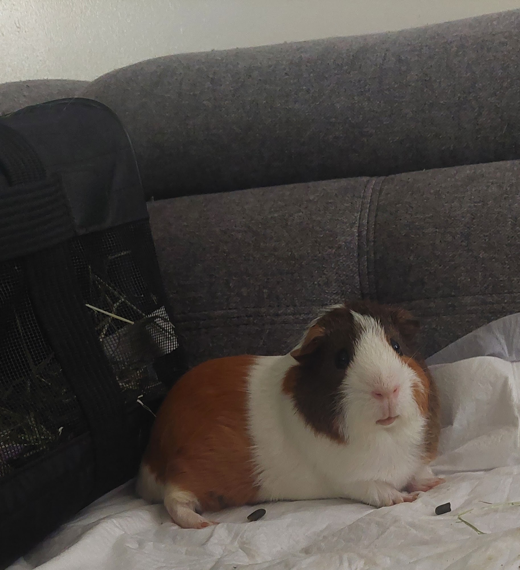 Cindy's Pet Spa Woonsocket